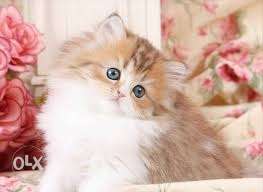 So beautiful pure Persian New Born baby..very