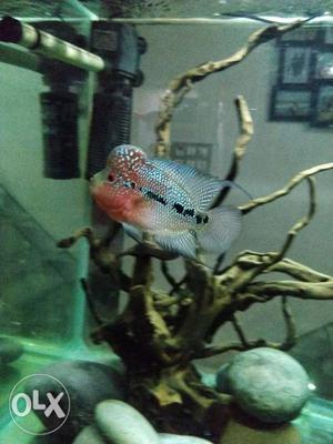 Srd flowerhorn for sell