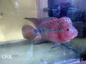 Super red magma flowerhorn