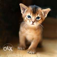 Sweet Abyssinian kitten available for sale in rice