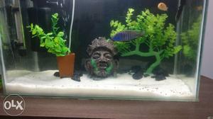 Tank with fishes and all accessories contact me I will send