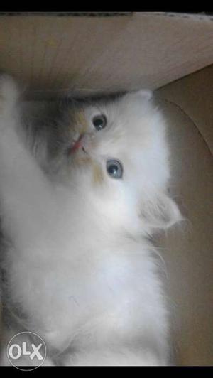 This is male 50 dys male kitten blue eyes very