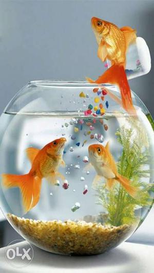 Three Common Gold Fish