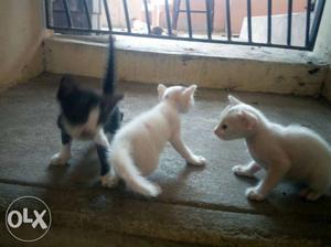 Three Short-fur Black And White Kittens