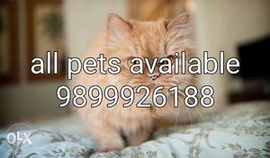 Top quality percian cat available
