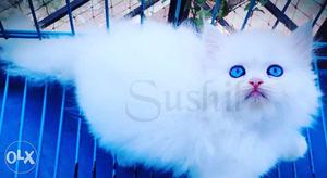 True Blue Eyes 100% Pure White Persian Male Female Kittens