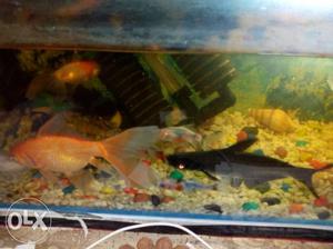Two Goldfish