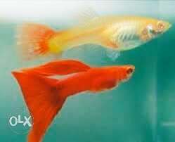Two Red And Yellow Guppy Fish