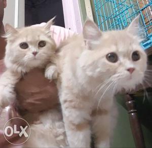 Two - creem Kittens female cute baby
