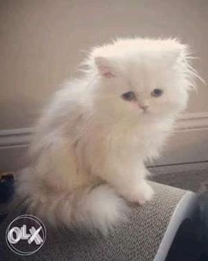 Very active pure Persian kitten for sale in