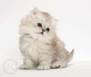Very beautifull Persion kitten For sale in all