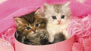 Very cute...active Persian kitten for sale cash