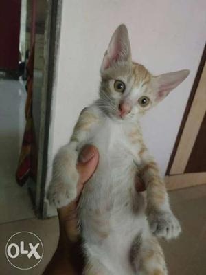 Very friendly 6 weeks old, male n female