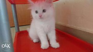 Very furry n snow white kittens available for