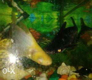 Want to sell my white & black shark fish pair