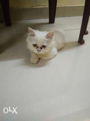 Want to sell white flat face female 4 month old