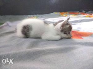 White And Black Short-fur Kitten