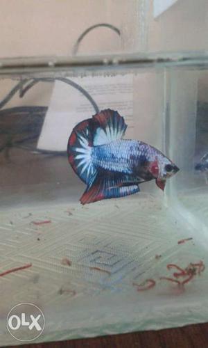 White, Blue, And Red Betta Fish