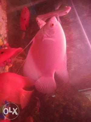 White Fish
