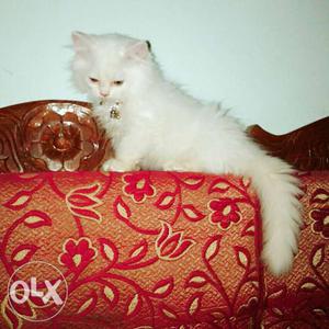 White Persian Cat male 3 mant old