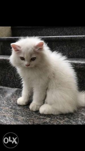 White Persian cat, litter trained, two months