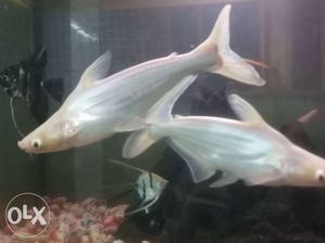 White albino shark very healthy and