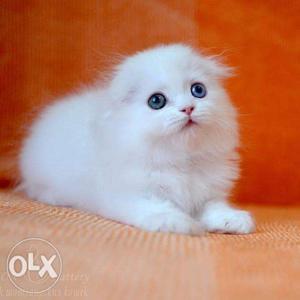 White and goldean persian kitten for sale CASH ON DELIVEY