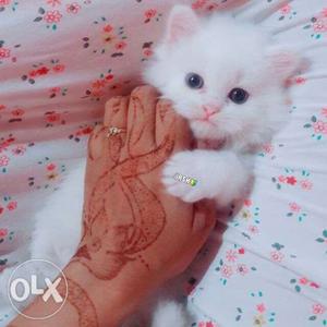 White and grey kitten's available