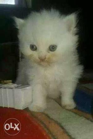 White color..40 days old.. Persian kitten for