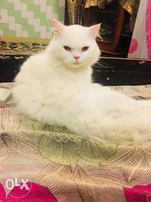 White persian male 2 yr old