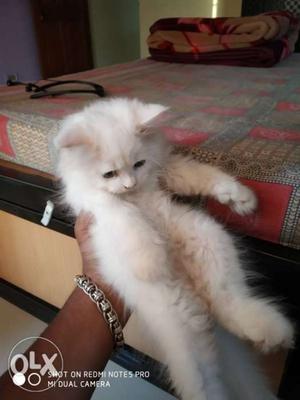 White persion cat male dubble coted male