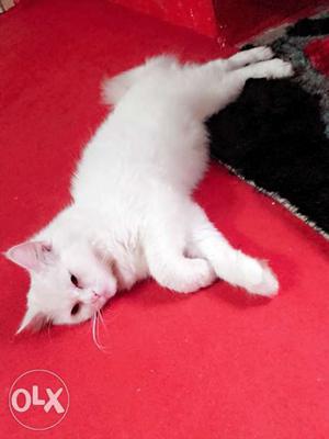White perssian male 10 months cat very healthy