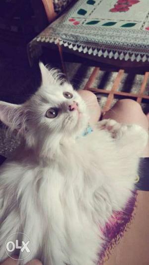 White trained persian cat for sale
