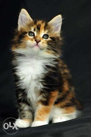 Wonderful sweet baby Calico kitten available for sale