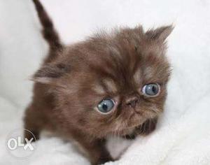 cute Persian kitten for sale in