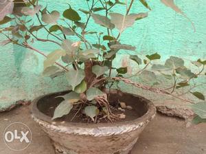 2years old bonsai