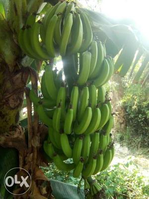 Bunch Of Green Bananas