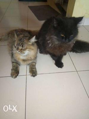 Both r Persian urgently want to sell in  both