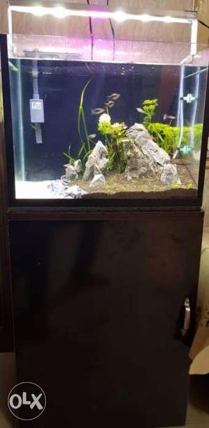 1.5 feet Planted tank with all accessories just