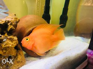 1 red perrot fish