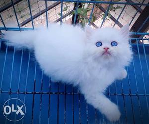 100% True Blue Pure White Persian Kittens Pair
