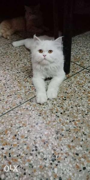 11 month old pure white persian male for sell