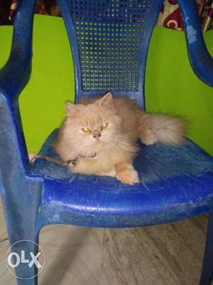 2 Persian kittens for sale 1 male & female