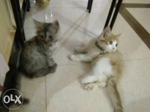 2 mix Persian male and female kittens cute