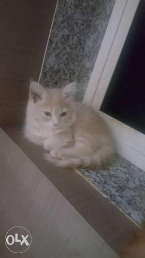 2 months old persion male cat