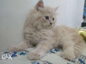 2 months old, pure breed Persian kitty