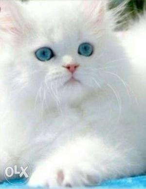 2 months old white pure Pershian kittens with