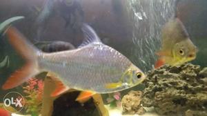 2 tinfoil barb fish large size for sale