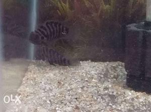 20 nos. Zebra morf fish per piece 40 rs.