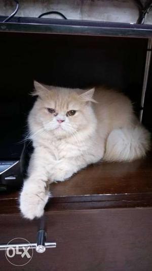 2Year old Persian male